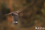 European Nightjar (Caprimulgus europaeus)