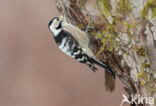 Lesser Spotted Woodpecker (Dendrocopos minor)