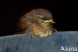 Winter Wren (Troglodytes troglodytes)