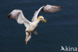 Northern Gannet (Morus bassanus)