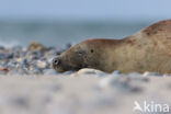 Grey Seal (Halichoerus grypus)