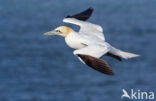 Northern Gannet (Morus bassanus)