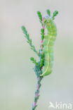 Clouded Drab (Orthosia incerta)