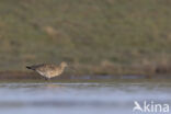 Eurasian Curlew (Numenius arquata)