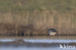 Eurasian Curlew (Numenius arquata)