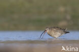 Eurasian Curlew (Numenius arquata)