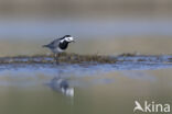 White Wagtail (Motacilla alba)