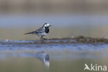 Witte Kwikstaart (Motacilla alba)