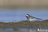 Witte Kwikstaart (Motacilla alba)