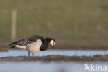 Brandgans (Branta leucopsis)