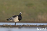 Brandgans (Branta leucopsis)