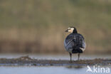 Brandgans (Branta leucopsis)