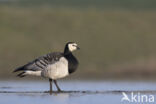 Brandgans (Branta leucopsis)