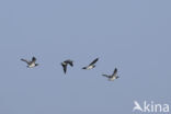 Barnacle Goose (Branta leucopsis)