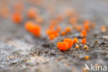 Oranje druppelzwam (Dacrymyces stillatus)