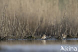 Common Snipe (Gallinago gallinago)