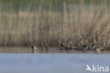 Common Snipe (Gallinago gallinago)