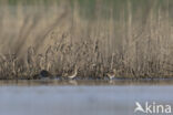 Watersnip (Gallinago gallinago)