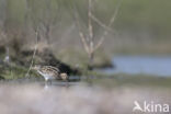 Common Snipe (Gallinago gallinago)