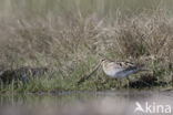 Watersnip (Gallinago gallinago)