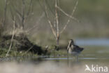 Watersnip (Gallinago gallinago)