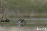 Watersnip (Gallinago gallinago)