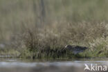 Watersnip (Gallinago gallinago)