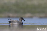 Gadwall (Anas strepera)