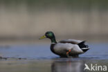 Mallard