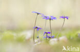 Leverbloempje (Anemone hepatica)