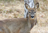 Roe Deer (Capreolus capreolus)