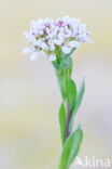 Alpine Pennycress (Thlaspi caerulescens)