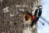 Grote Bonte Specht (Dendrocopos major)