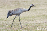 Kraanvogel (Grus grus)