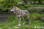 Europese wolf (Canis lupus lupus)