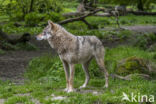 Eurasian wolf (Canis lupus lupus)