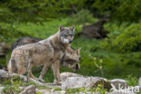 Eurasian wolf (Canis lupus lupus)