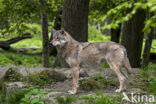 Eurasian wolf (Canis lupus lupus)