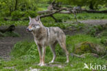 Europese wolf (Canis lupus lupus)