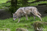 Europese wolf (Canis lupus lupus)