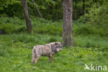 Eurasian wolf (Canis lupus lupus)