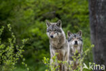 Europese wolf (Canis lupus lupus)