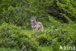 Eurasian wolf (Canis lupus lupus)