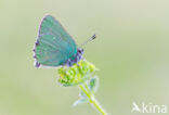 Groentje (Callophrys rubi)