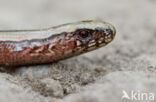 Hazelworm (Anguis fragilis)