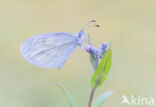 Wood White (Leptidea sinapis)