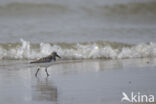 Drieteenstrandloper (Calidris alba)