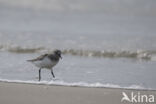 Sanderling (Calidris alba)