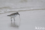 Sanderling (Calidris alba)