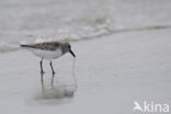 Drieteenstrandloper (Calidris alba)